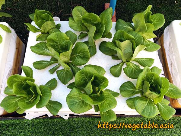 ชุดปลูกผักไฮโดรโปนิกส์เริ่มต้น product picture