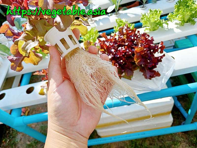 ขั้นตอนการปลูกผักไร้ดิน (Hydroponics) product picture