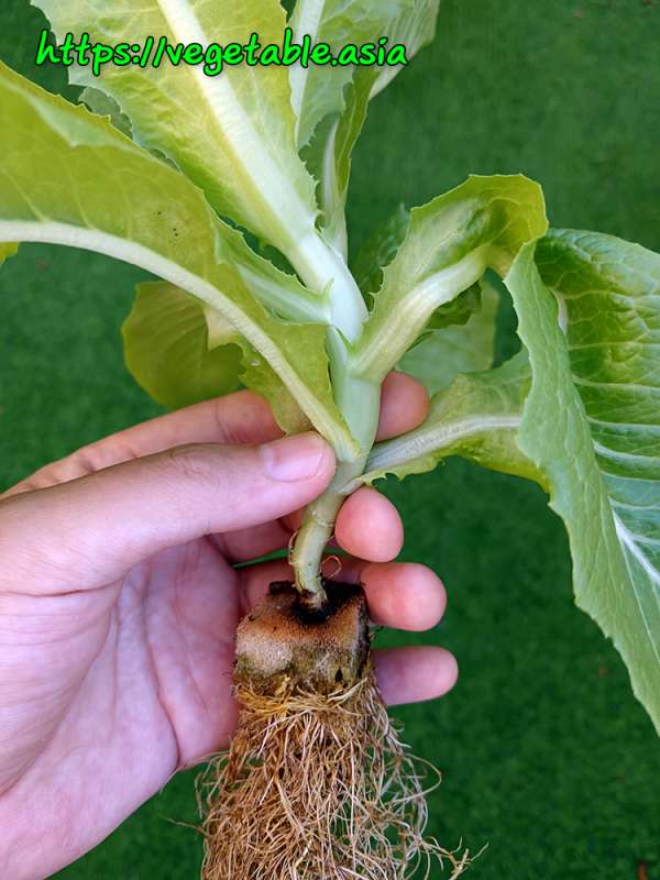 เพราะอะไรจึงไม่ควรปล่อยให้ลำต้นผักยืด product picture