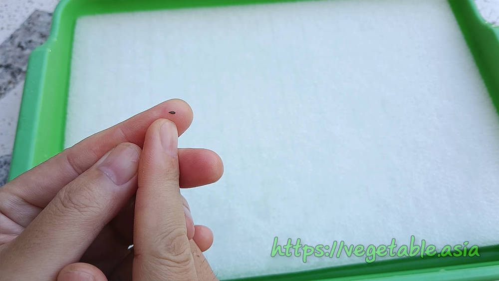 ฟองน้ำสำหรับปลูกผักไฮโดรโปนิกส์