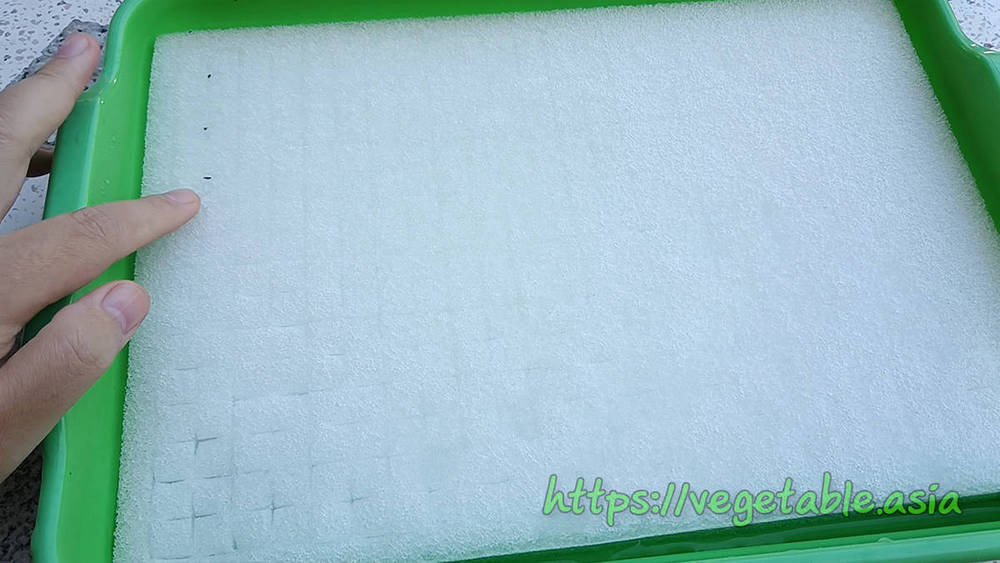 ฟองน้ำสำหรับปลูกผักไฮโดรโปนิกส์