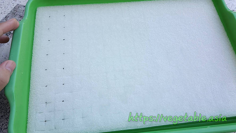 ฟองน้ำสำหรับปลูกผักไฮโดรโปนิกส์