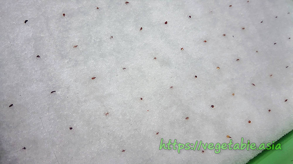 ขั้นตอนปลูกผักไฮโดรโปนิกส์