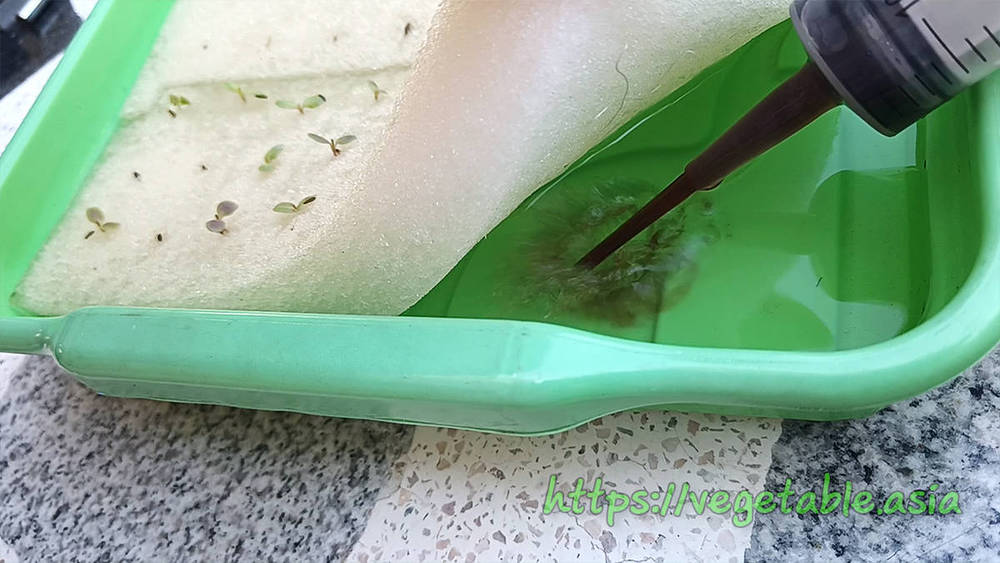 ขั้นตอนปลูกผักไฮโดรโปนิกส์