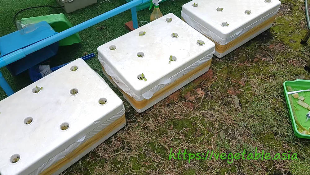 ขั้นตอนปลูกผักไฮโดรโปนิกส์